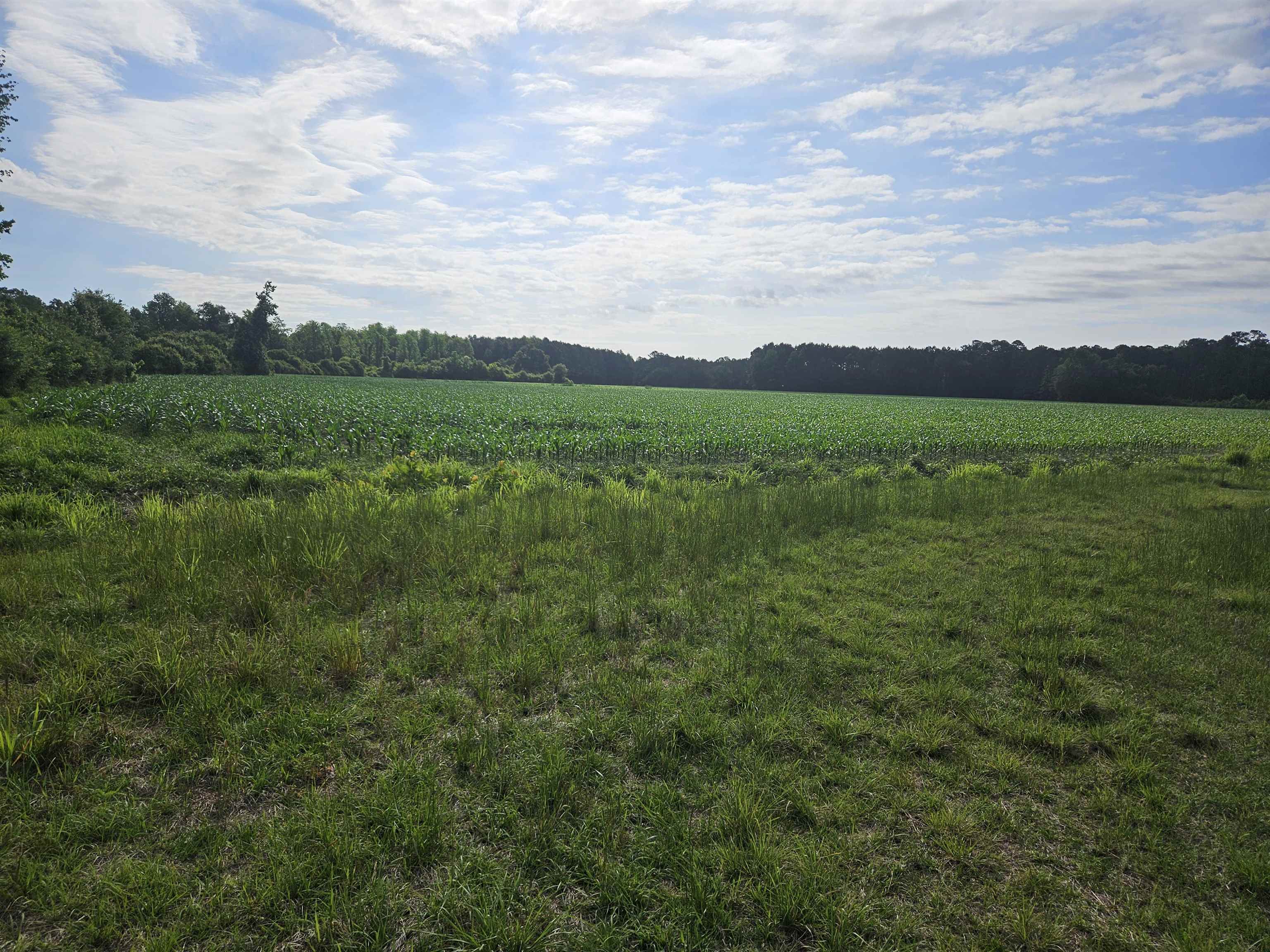 40ac Willoughby Rd., Nichols